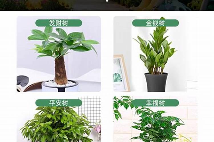 铁树专用肥给别树能上吗