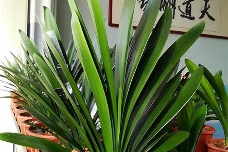 春季盆栽花卉的养护