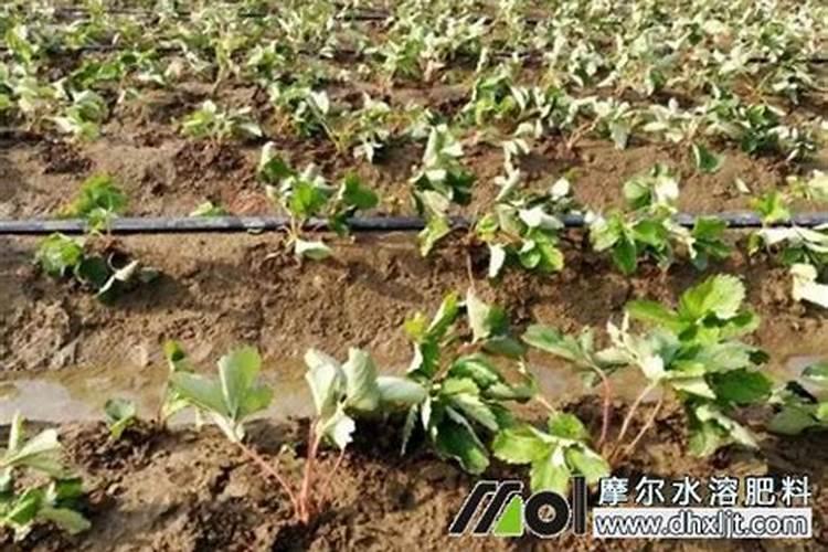 做人当如甘草