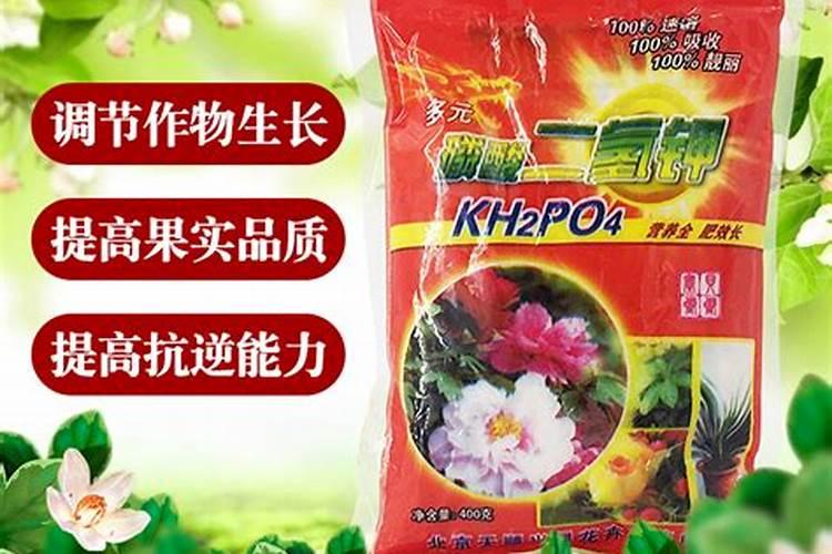 幸福树施什么肥最好 幸福树怎么施肥