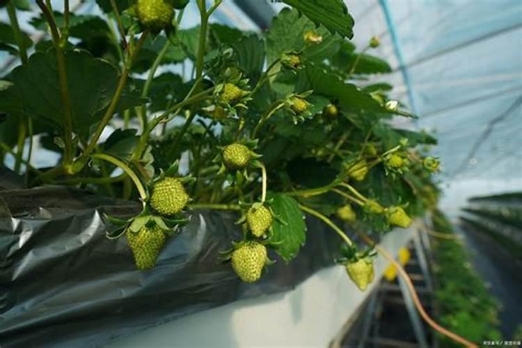 草莓各个时期的施肥方案 什么时候冲高磷肥