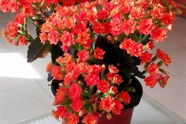 长寿花夏天怎么养施什么肥