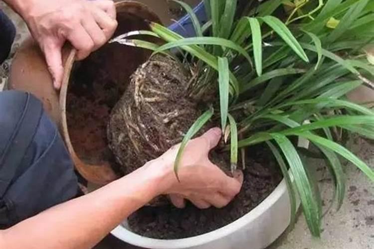 茶花多久换一次土 茶花何时更换土壤