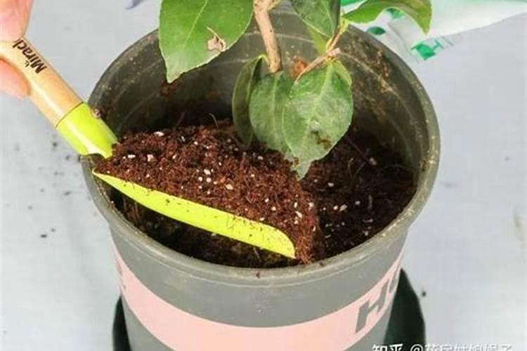 养花不换土多施肥行吗 养花不换土多施肥行吗视频