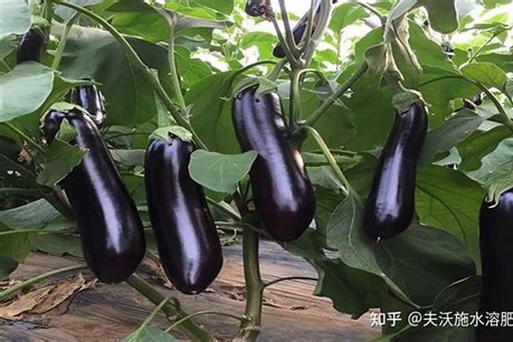 茄子冬天冲什么肥好