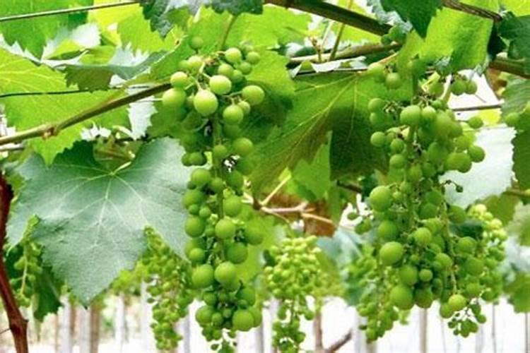 鱼蛋白肥料的功能和效果