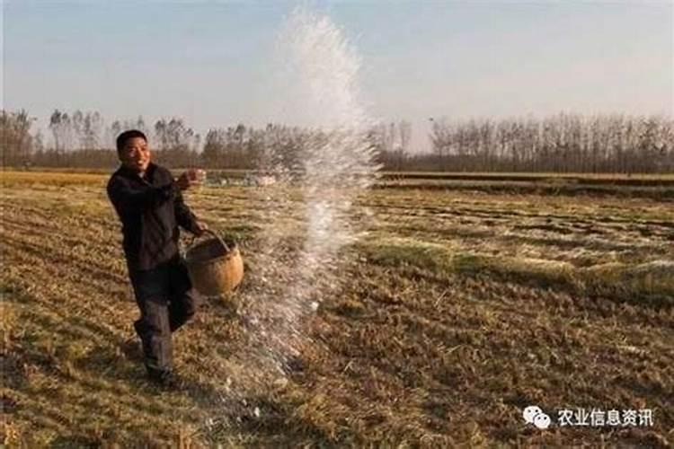 小麦的生长周期肥料氮磷钾的比例是多少