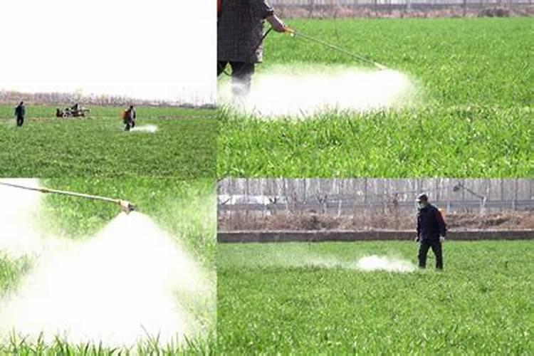 水稻破口期时,应该如何喷施农药和叶面肥能使水稻长势旺？