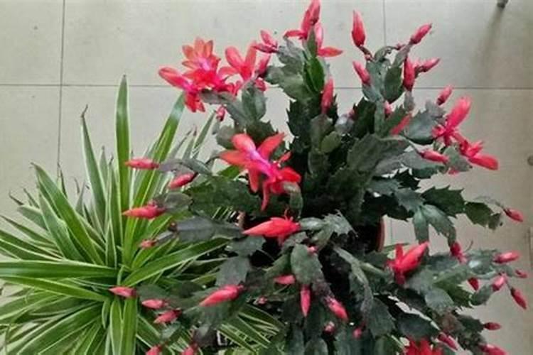 蟹爪兰开花期怎样浇水