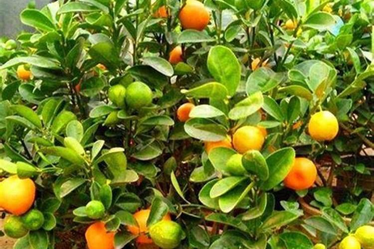 盆我桔子树开花结果期要施肥吗