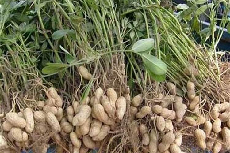 种樱桃树用什么肥料？