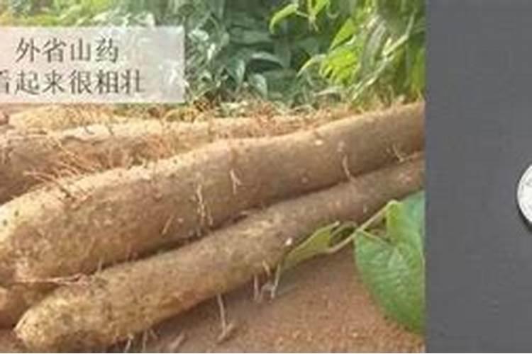山药怎样种植种子