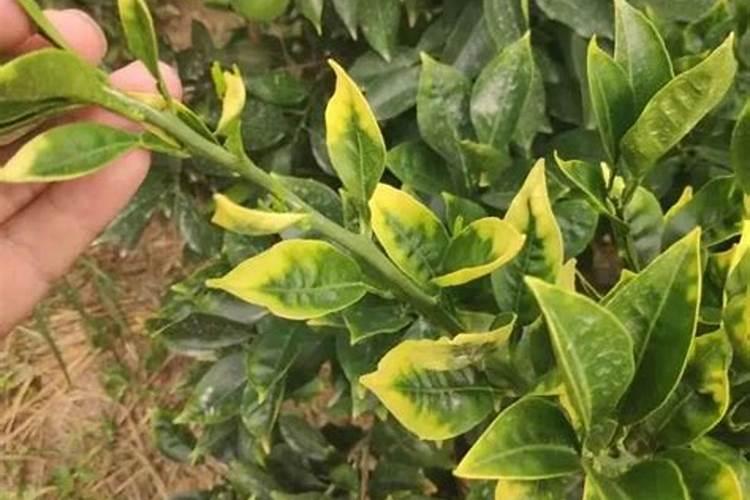 植物缺钙,怎么补救？