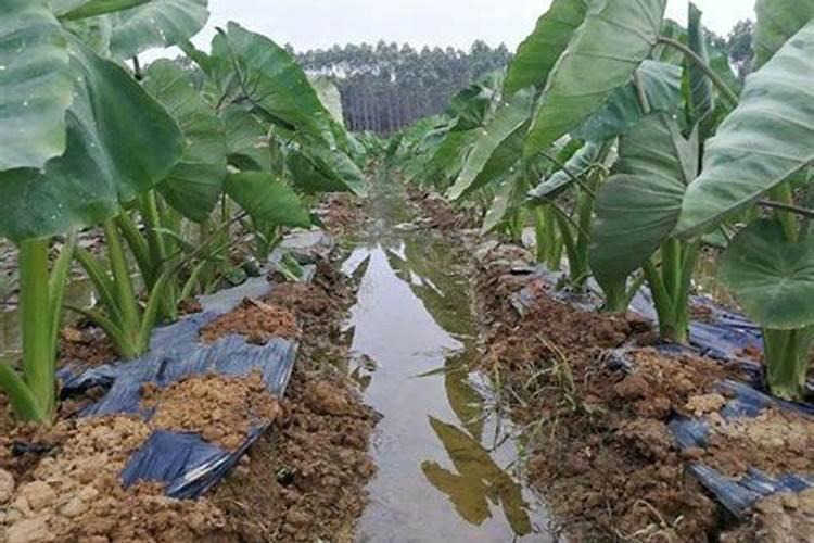 黄腐酸钾加尿素加茶麸水一起冲施可以吗？