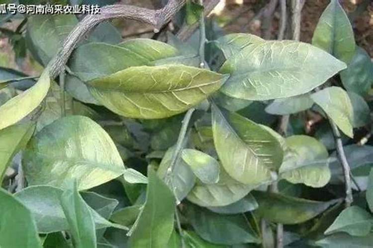 果树缺硼症状及其防治