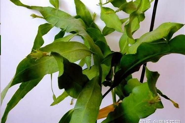 我养昙花四年了怎么不开花？求教？