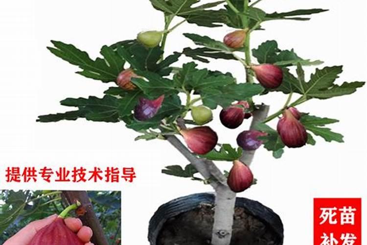 种植无花果适合用什么肥料？
