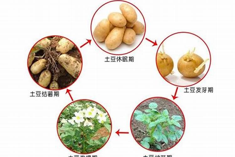 种土豆用什么肥料