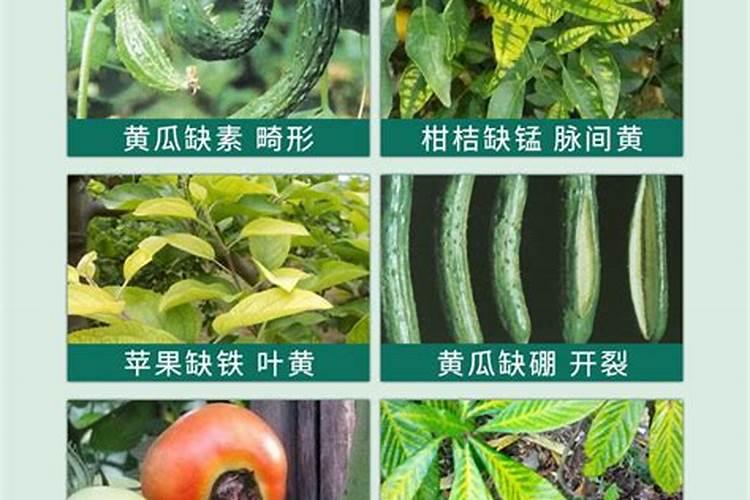 花椒进入成果期,应该如何进行管理,更有利于花椒优质高产？