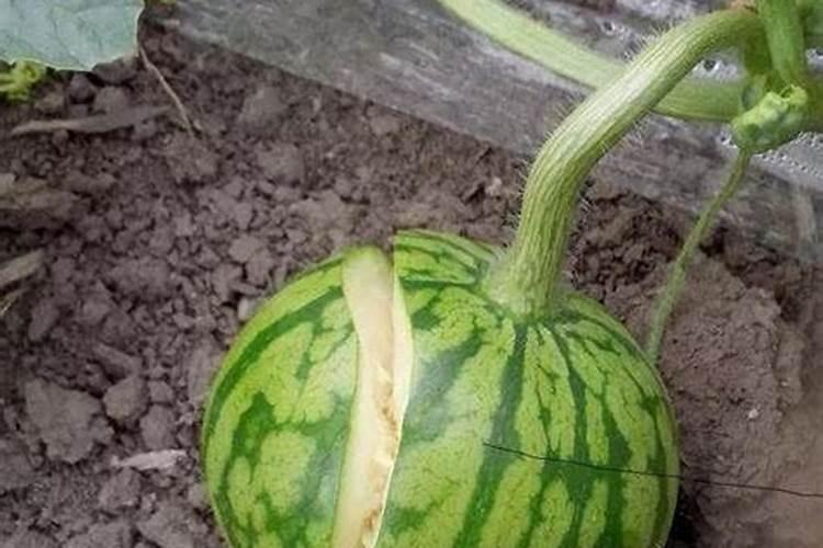 种植西瓜有哪些要点？