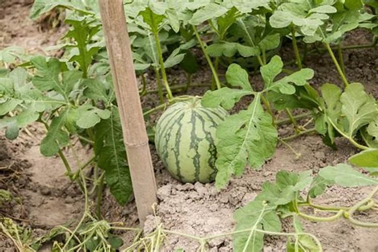 大棚嫁接西瓜定植后如何管理？