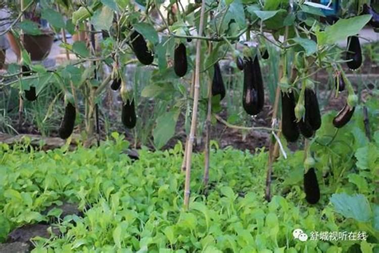 茄子施肥用哪种肥料好？