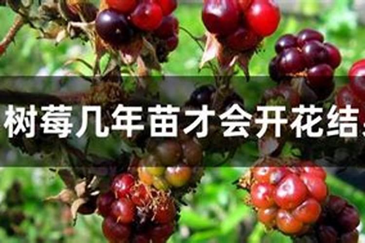 磷肥适用于哪些花