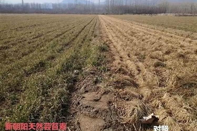 小麦用芸苔素拌种用量是多少 拌种后多久播种合适