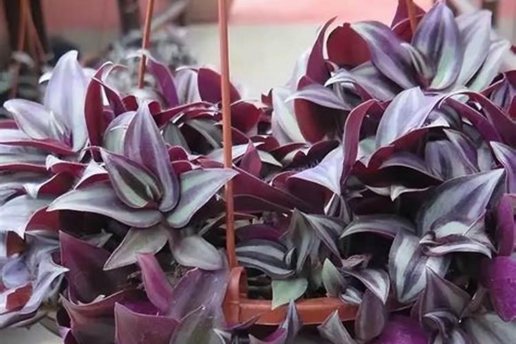 紫色吊兰开完花怎么办