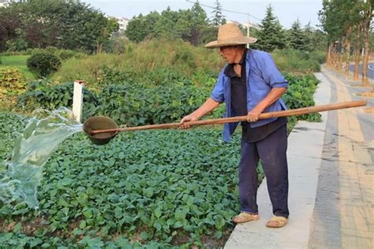 人尿液可以做肥料吗