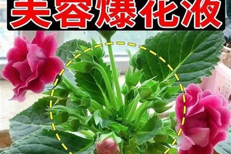 芙蓉花花苞没开就蔫了是什么原因 要怎么解决