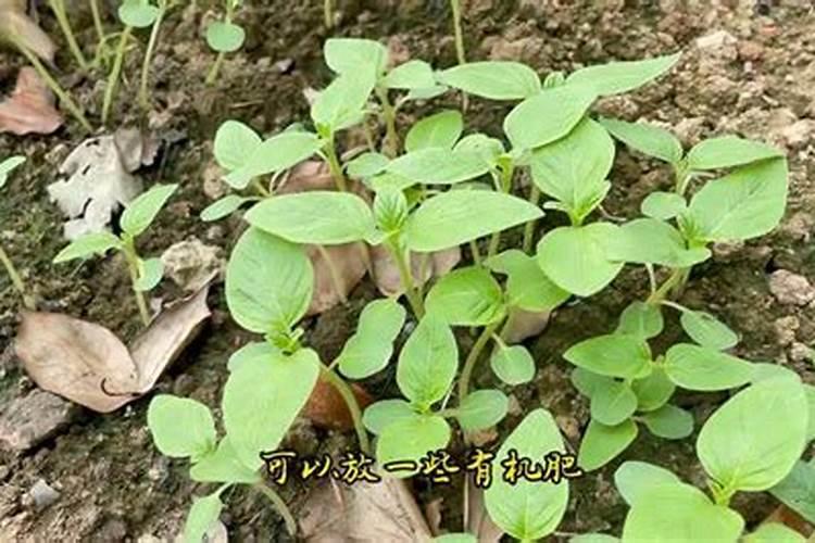 芸苔素内酯作用与功效和使用方法
