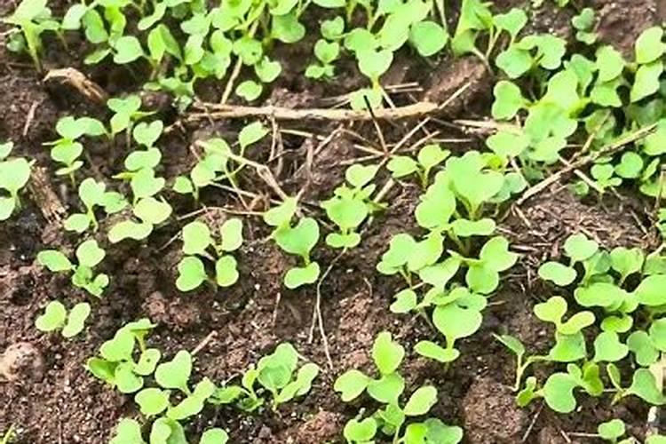 种青菜用什么肥料长得好