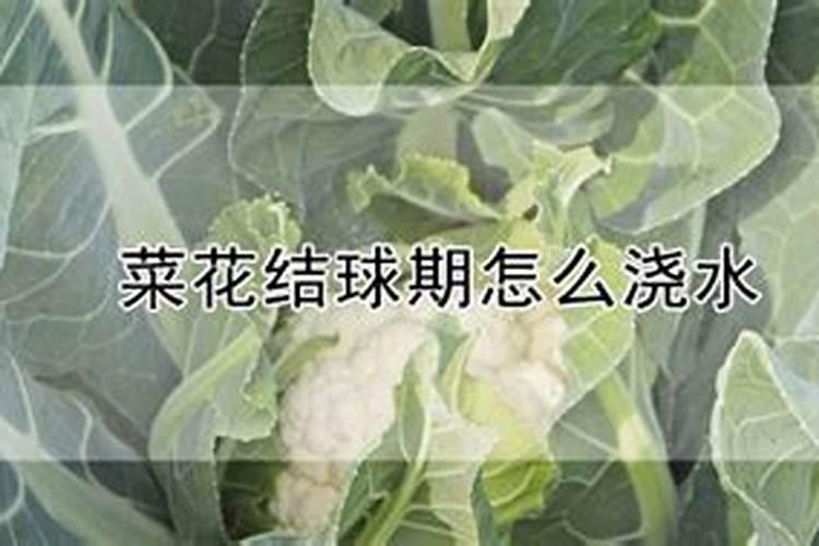 花菜施肥什么合适？花菜追肥用什么更高产
