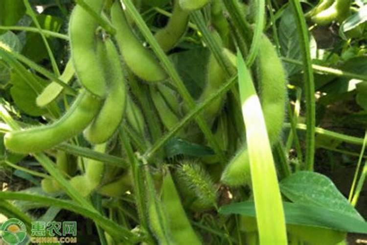 种毛豆到底要不要施肥 施什么肥好