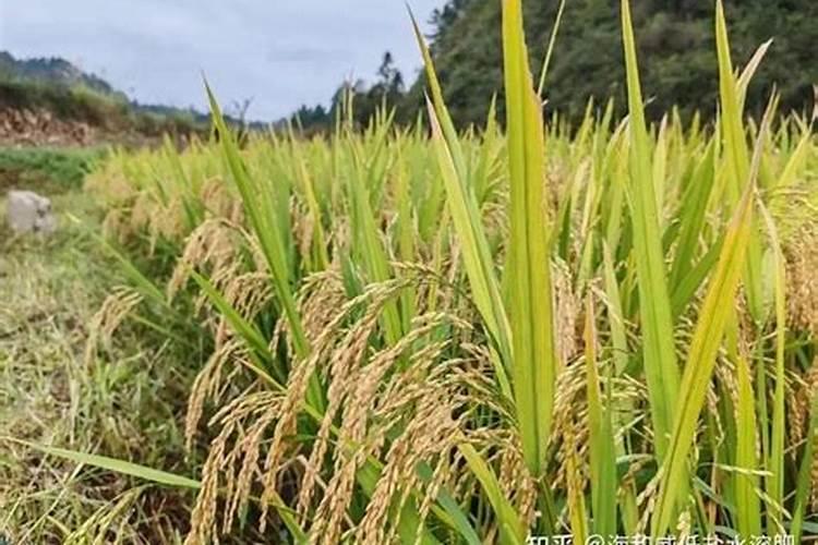 水稻苗长势慢,可以下些磷肥吗？