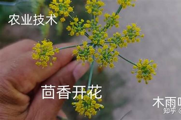 什么叶面肥施加在西瓜苗上好