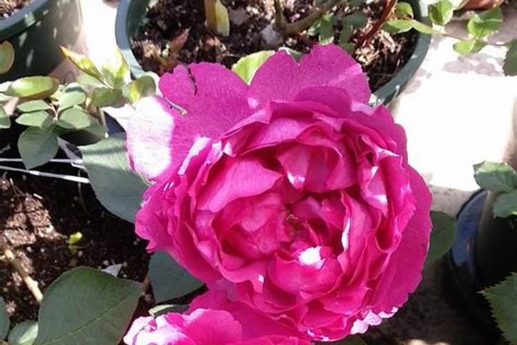 月季花夏季施什么肥好