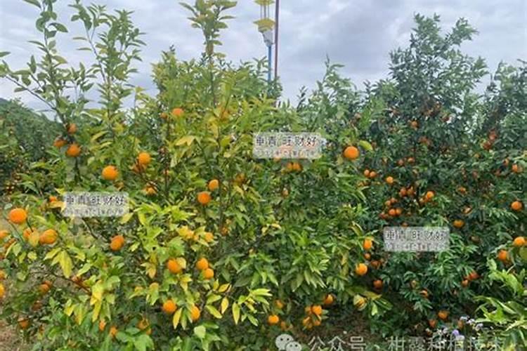 橘子树用什么肥料最好？橘子树施肥方法和注意事项