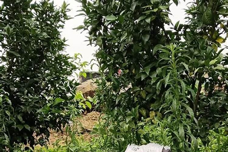 菌酶钾铵可以治疗柑橘黄化吗
