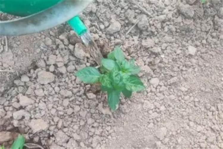 盆栽辣椒苗怎样浇水和施肥