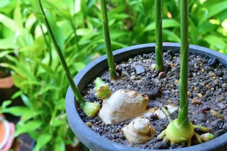 大姜种植后头两次浇水应怎么冲施肥料？