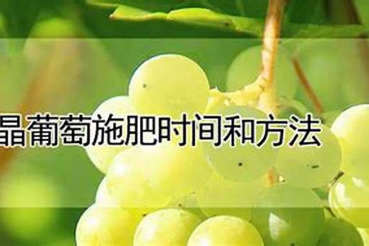 水晶葡萄施肥时间和方法