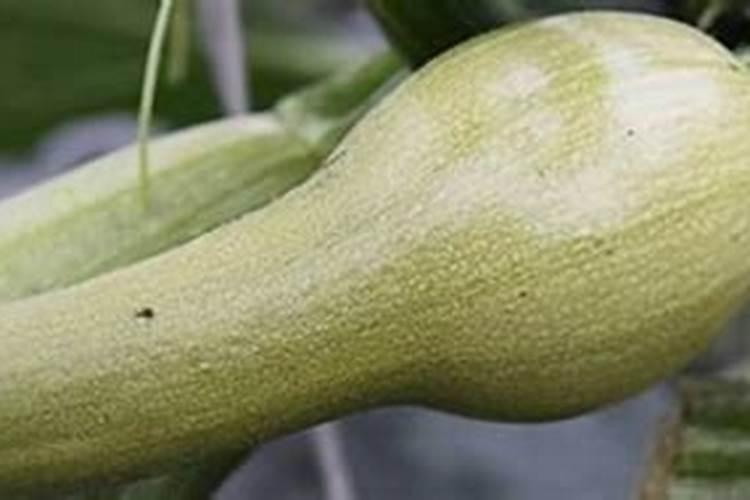西葫芦开花结果阶段需要怎么管理才长的好？
