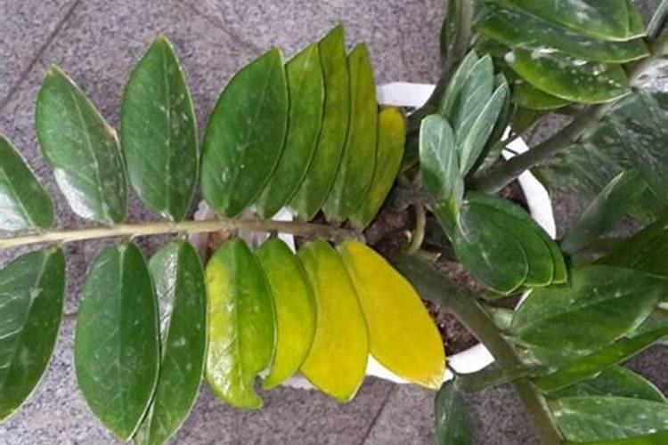 磷肥和钙肥能一起用吗 磷肥是酸性还是碱性的