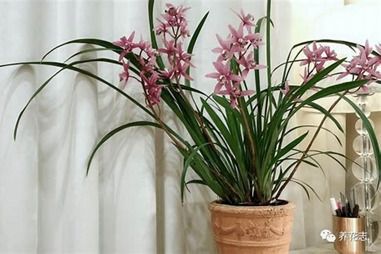 兰花如何施氮肥
