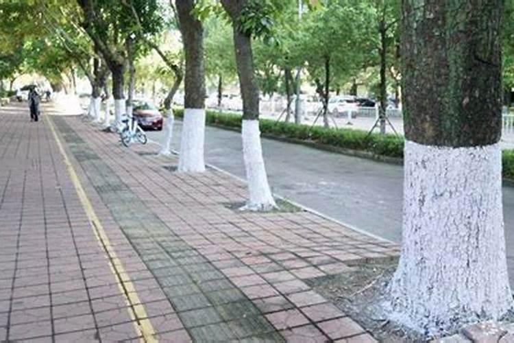 蛀干害虫的防治方法是什么？l一棵秋树钻入几只虫怎么治