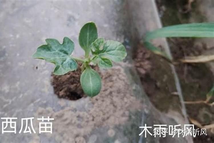 种植西瓜,用什么肥料做底肥比较好？