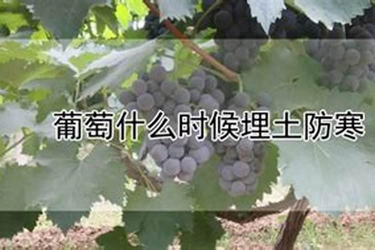 葡萄施肥时间和方法