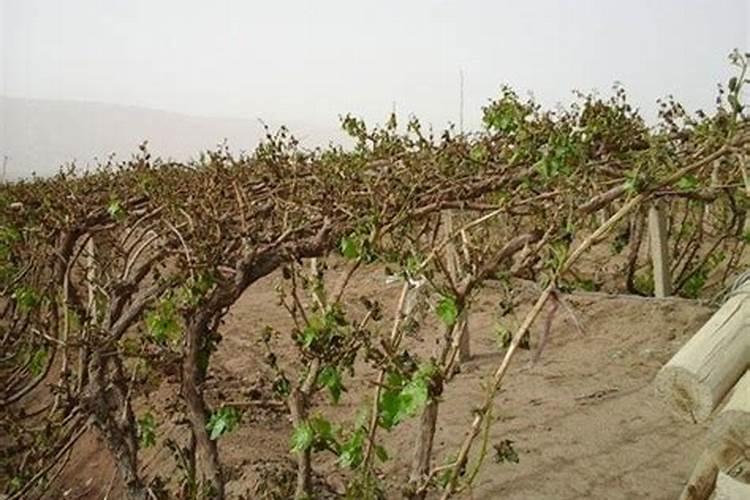 北方葡萄树什么时候埋土